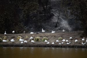El jardín botánico más importante de Chile respira malherido tras los incendios