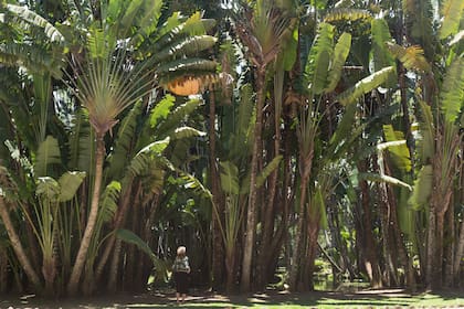 El Jardín Botánico tiene más de 140 hectáreas con una diversidad botánica esplendorosa: 16.045 ejemplares de plantas de 3.428 especies.