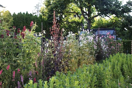 El jardín de Christin donde cultiva las flores que usa para sus arreglos