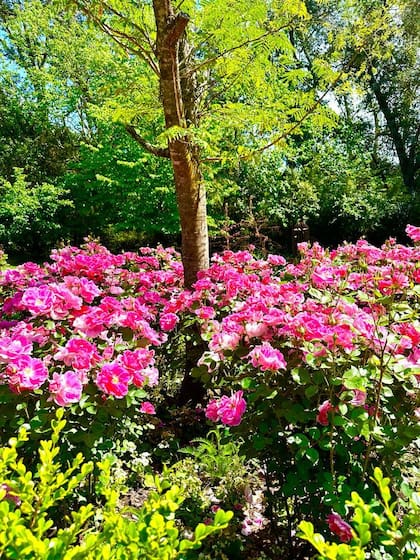El jardín de Gaby, repleto de rosas.