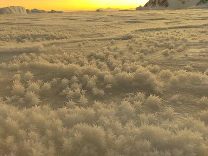 El jardín de invierno, en la Antártida