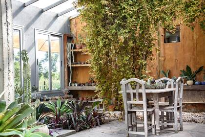 El jardín de invierno resguarda las especies tropicales: bromelias, suculentas, un estanque con colocasias y una gran Pereskia aculeata ‘Godseffiana’ que trepa las columnas.