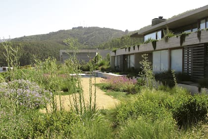 El jardín de una casa moderna con vista al mar. En primer plano, Eryngium paniculatum se destacan en los canteros donde también se asocian Stipa caudata, Cistanthe, Solanum maritimum.