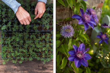 El jardín dejó de ser solo un proyecto para convertirse en una trama común, donde toda la familia participa