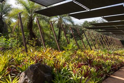 El jardín del nuevo espacio, diseñado por Juliano Borin, incluye 3500 bromelias que anticipan con los puntos de colores de sus hojas lo que se verá adentro