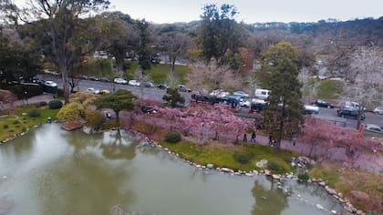 El Jardín Japonés es el lugar de la ciudad con más ejemplares de sakura