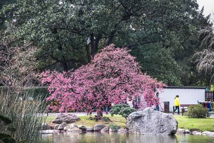 Los cerezos en flor del jardín japonés de Buenos Aires 
