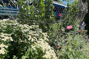 El jardín silvestre de los vecinos de Martínez