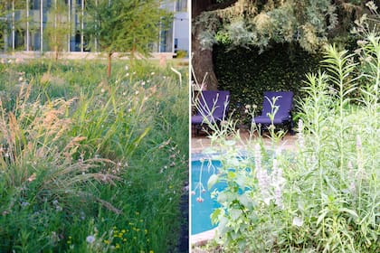 El jardín silvestre ofrece paisajes naturales y sostenibles, donde flora y fauna vuelven a encontrarse