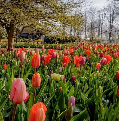 El jardín tiene más de 500 tipos de tulipanes y decidió, a raíz del coronavirus y la ausencia de visitas, abrirlo "vía web".