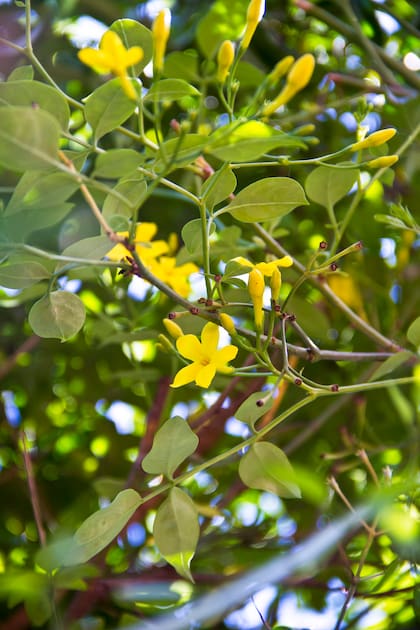 El Jasminum humile tiene una resistencia que otras especies envidiarían