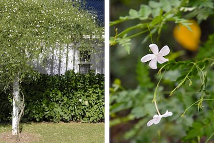 El Jasminum officinale es una planta que pide protagonismo y, al mismo tiempo, algo de disciplina