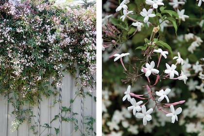 El jazmín chino o Jasminum polyanthum es de crecimiento muy vigoroso y rápido. Su naturaleza trepadora lo hace ideal para cubrir pérgolas, muros o enrejados