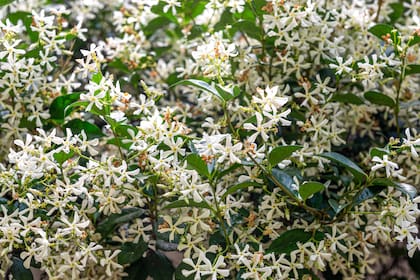 El jazmín de leche tiene una floración y fragancia muy intensa que no pasa inadvertida, especialmente al caer el sol