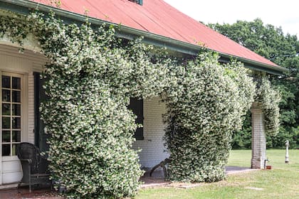 El jazmín de leche, Trachelospermum jasminoides, es de crecimiento rápido y puede alcanzar hasta 10 metros de altura