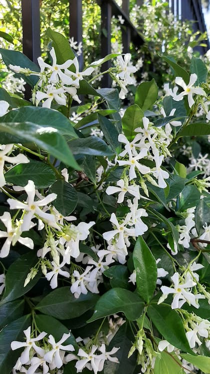 El jazmín de leche (Trachelospermun jasminoides) es una planta trepadora, y por eso se la utiliza para verjas, muros, pérgolas y columnas.