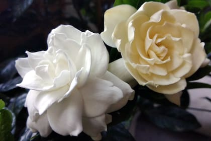 El jazmín del cabo tiene un espacio ganado en jardines clásicos y actuales