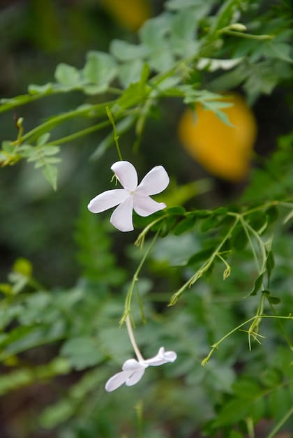 El jazmín del país, Jasminum officinale, es perfecto para cultivar a pleno sol, al reparo del frío