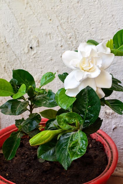 El jazmín enano concentra su aroma en un espacio reducido