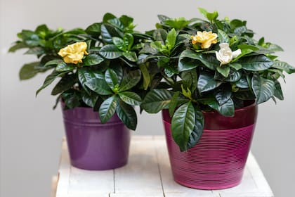 El jazmín enano rara vez supera los 60 a 80 centímetros