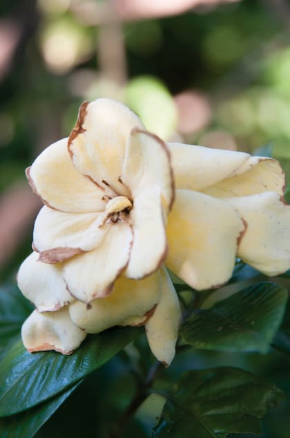 El jazmín se estresa si recibe demasiado sol