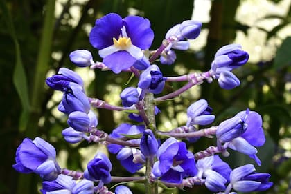 El jengibre azul