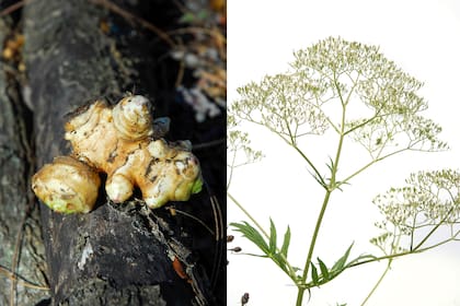 El jengibre, combinado con la valeriana reducen la taquicardia y la ansiedad