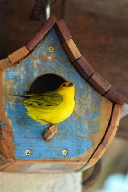 El jilguero dorado es una de las aves silvestres más reconocibles por su plumaje amarillo intenso