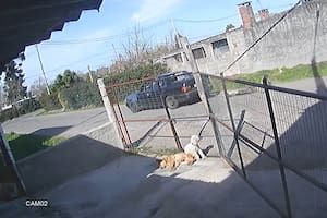 El joven conductor de un vehículo fue arrestado por tomar represalias contra un presunto ladrón. Lo maniató y lo arrastró con su auto