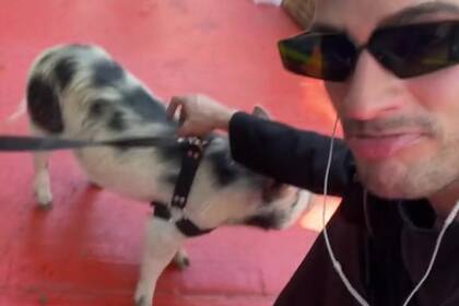 El joven se encontró con un cerdo paseado por su dueño en las calles de Palermo