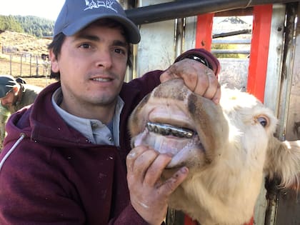El joven trabajó hasta hace un tiempo con su padre haciendo los implantes dentales para extender la vida de las vacas