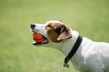 El juego con los perros es fundamental para su salud (Foto Pexels)