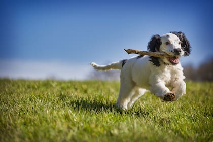 El juego es un medio propicio para fortalecer el vínculo entre el perro y su propietario
