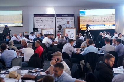 El jueves 13, desde las 10 y durante toda la jornada, volverá a decir presente en Expoagro el remate televisado del Rosgan