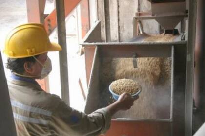 En la actividad arrocera, la tonelada se pagó al productor $200.000, lo que representa una caída real del 50% en comparación con agosto de 2024
