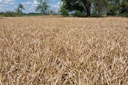 El jueves se espera que haya un relevamiento total de la provincia; el maíz, entres los cultivos afectados por la sequía
