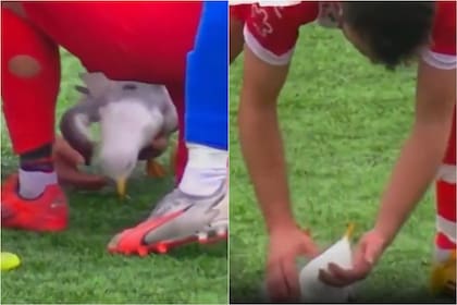 El jugador turco le practicó RCP a la gaviota para salvarle la vida