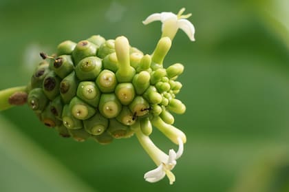 El jugo de noni se conoce por sus altos niveles de antioxidantes (Foto de carácter ilustrativo: PEXELS)