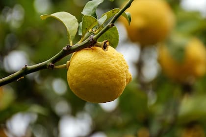 El jugo y la ralladura de limón ayudan a alivianar el cuerpo gracias al ácido cítrico