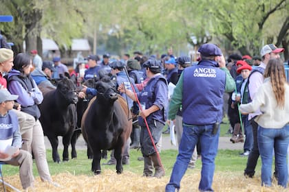 El jurado de la Nacional de Angus será Juan Martín Ojea