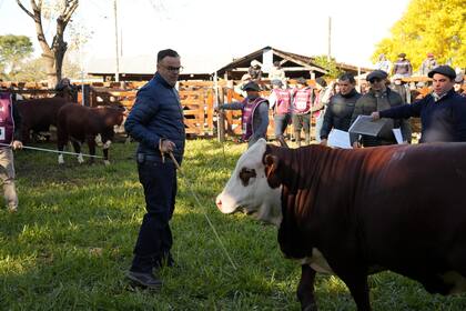 El jurado Lauret sostuvo: “Estos animales son fruto de esa evolución que ha mostrado la raza en estos 40 años y por eso quiero reconocer a todos los que han trabajado por esta raza en este tiempo. El Braford está en un momento espectacular”