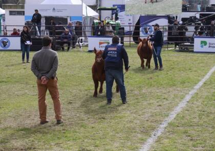 El jurado Pestalardo en la elección del Gran Campeón Ternera de la raza Angus
