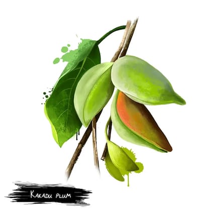 El kakadu es un tesoro ancestral de los pueblos aborígenes australianos, y la fruta con más vitamina C del mundo