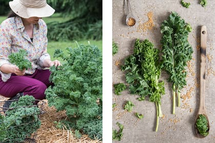 El kale es muy fácil de cultivar en la huerta y es una gran fuente de vitamina B 