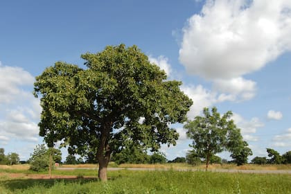 El karité es un árbol es un árbol que requiere muchos cuidados y crece lentamente. Sus frutos tienen prodigiosas propiedades hidratantes y regenerativas