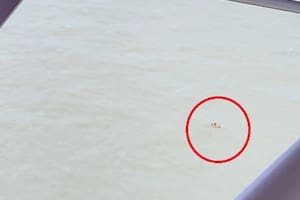 El kayak que fue avistado por un piloto privado en la zona de San Bernardo