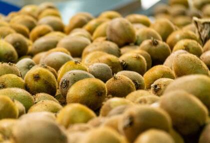 El kiwi es un aliado para reforzar el sistema