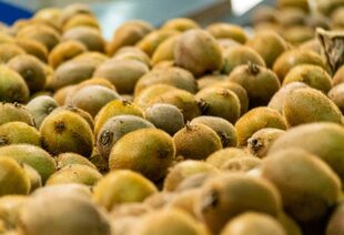 El kiwi que se produce en la costa atlántica es de la variedad Hayward y se caracteriza por sus frutos grandes, de pulpa verde, muy nutritivos y rico en compuestos antioxidantes