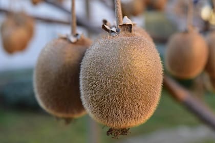 El kiwi se consolida como la fruta que mejora la digestión según la ciencia