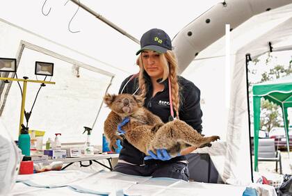 El koala, en peligro de extinción: según una investigación reciente puede extinguirse en menos de tres décadas